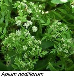 Apium nodiflorum